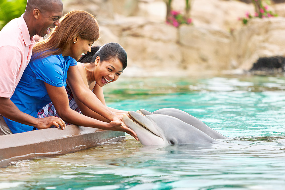 SeaWorld Orlando - 1 Dia 